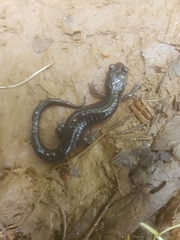 Plethodon metcalfi