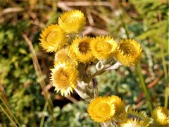 Helichrysum cooperi