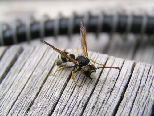 Pterocheilus decorus observed 2007-06-28
