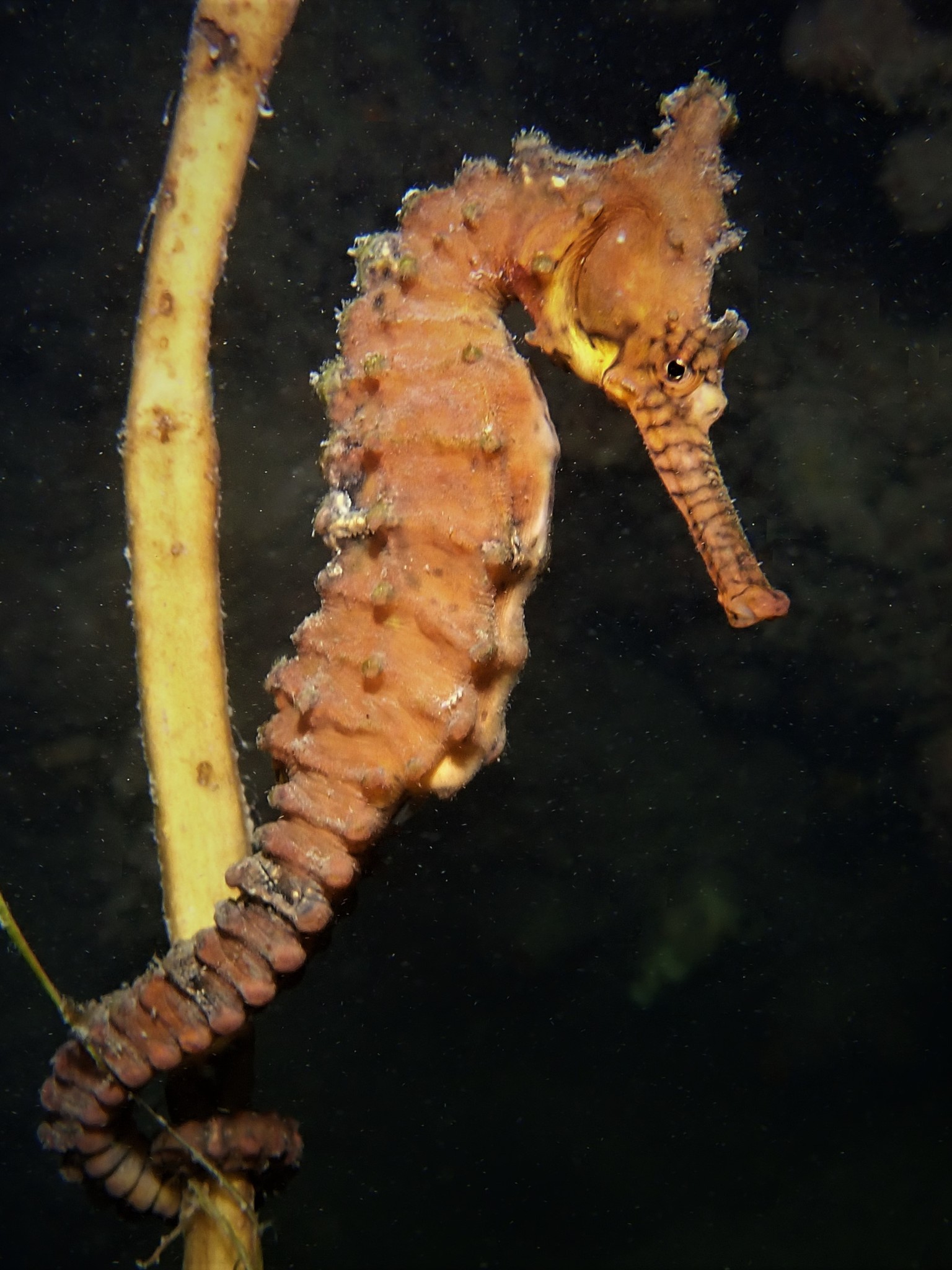 File:Cavalo Marinho (Hippocampus) - Aquário de São Paulo - panoramio.jpg -  Wikimedia Commons