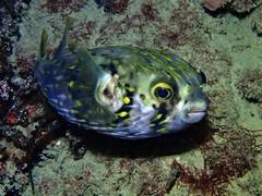 Globefish photo 5