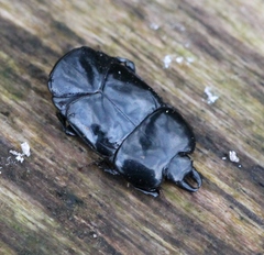 Hololepta plana