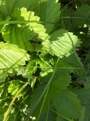 Synanthedon tipuliformis