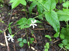 Stellaria nemorum