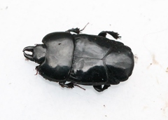 Hololepta plana