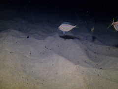 Parequula melbournensis