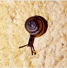 Gastropoda