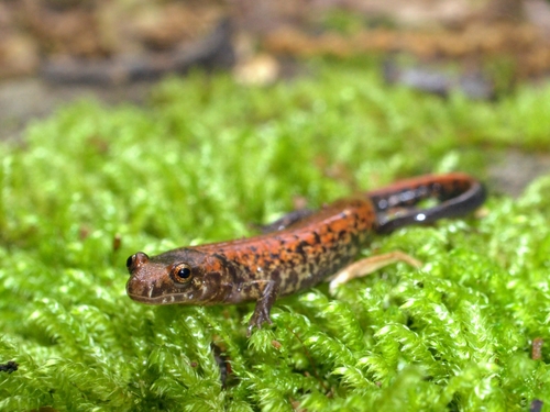 Cherokee Mountain Dusky Salamander