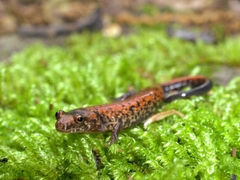 Cherokee Mountain Dusky Salamander photo 3