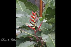 Heliconia brasiliensis