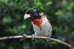 Rose-Breasted Grosbeak photo 2