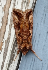 Autographa rubidus