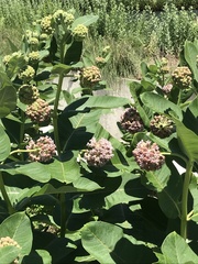 Asclepias syriaca