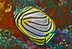 Maypole Butterflyfish photo 3
