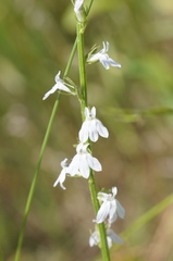 Lobelia appendiculata