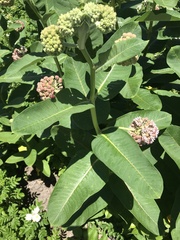 Asclepias syriaca