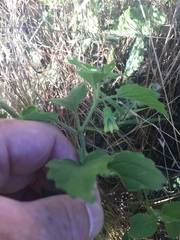 Physalis macrosperma