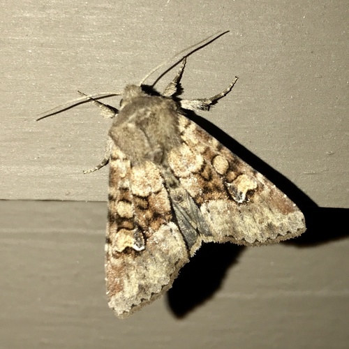 Bordered Apamea Moth and Allies photo 6