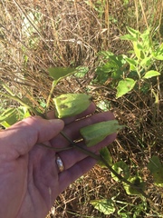 Physalis macrosperma