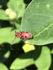 Tetraopes tetrophthalmus