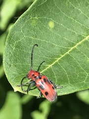 Tetraopes tetrophthalmus