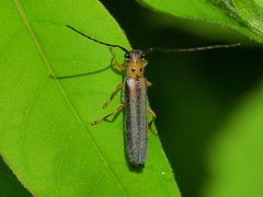 Oberea tripunctata