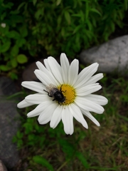 Syrphidae