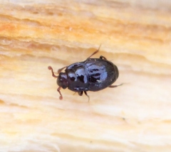 Plegaderus dissectus