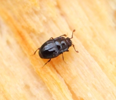 Plegaderus dissectus