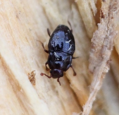 Plegaderus dissectus