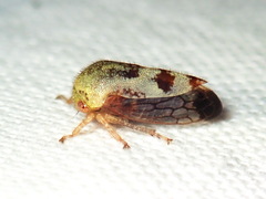 Ophiderma pubescens