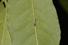 Tasiocera