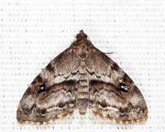 Melanomma auricinctaria