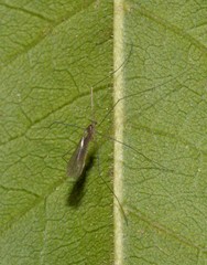 Tasiocera