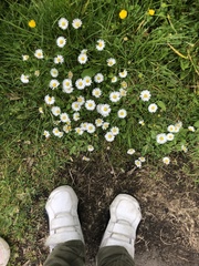 Bellis perennis