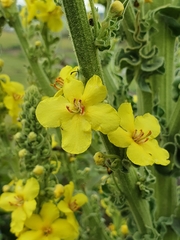 Verbascum speciosum