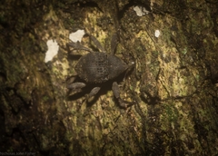 Onidistus araneus