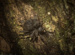 Onidistus araneus