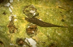 Nesomachilis