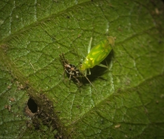 Orthotylinae