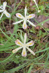 Iris chrysophylla