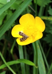 Anthophila fabriciana