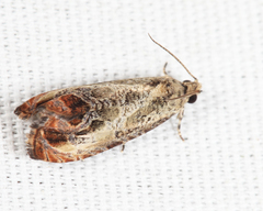 Olethreutes hamameliana