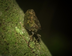 Cotylana angustifrons