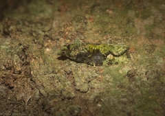 Sorolopha delochlora