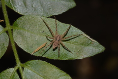 Ornodolomedes
