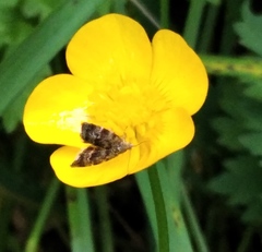 Anthophila fabriciana