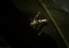 Cyphosticha panconita