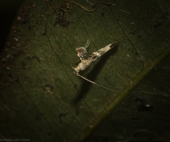 Cyphosticha panconita