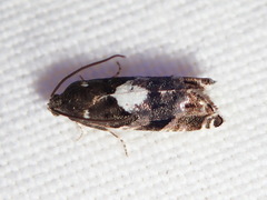Cydia albimaculana